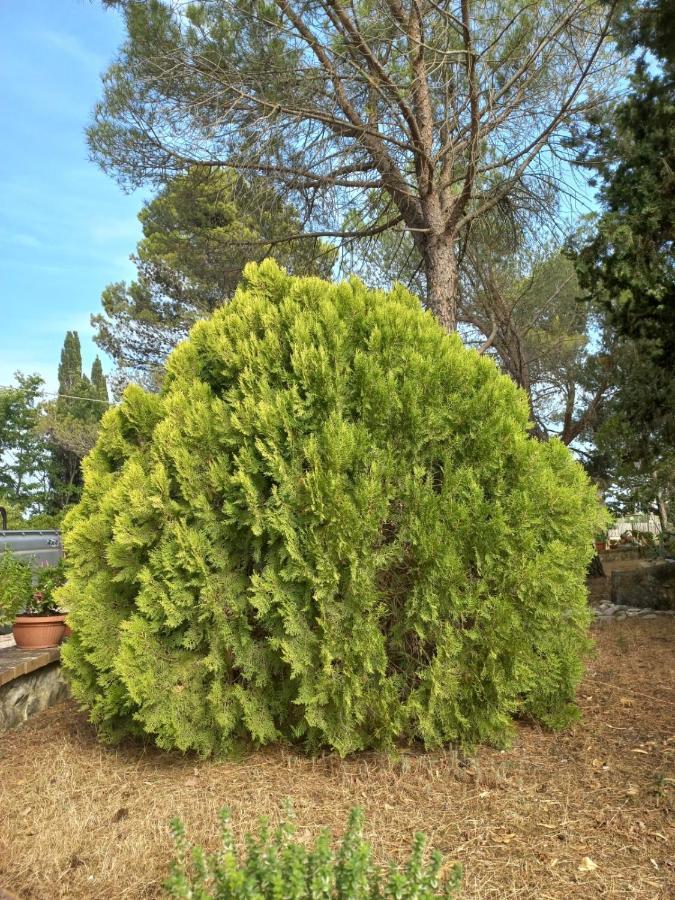 Agriturismo Podere Cherzo Cinigiano المظهر الخارجي الصورة